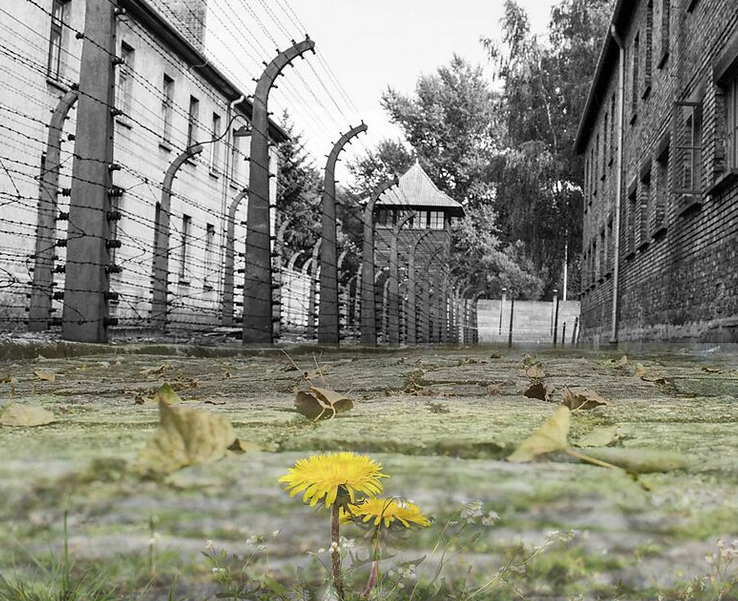 Die Hundeblume von Wolfgang Borchert