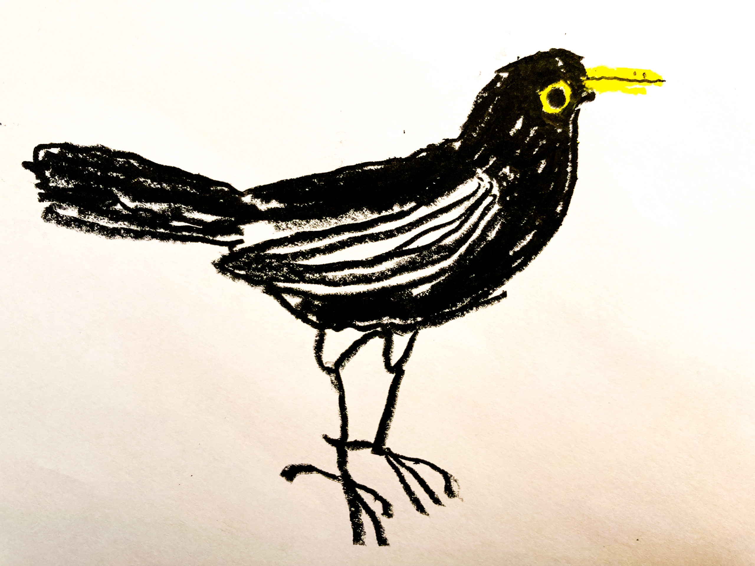 #01 Die Amsel