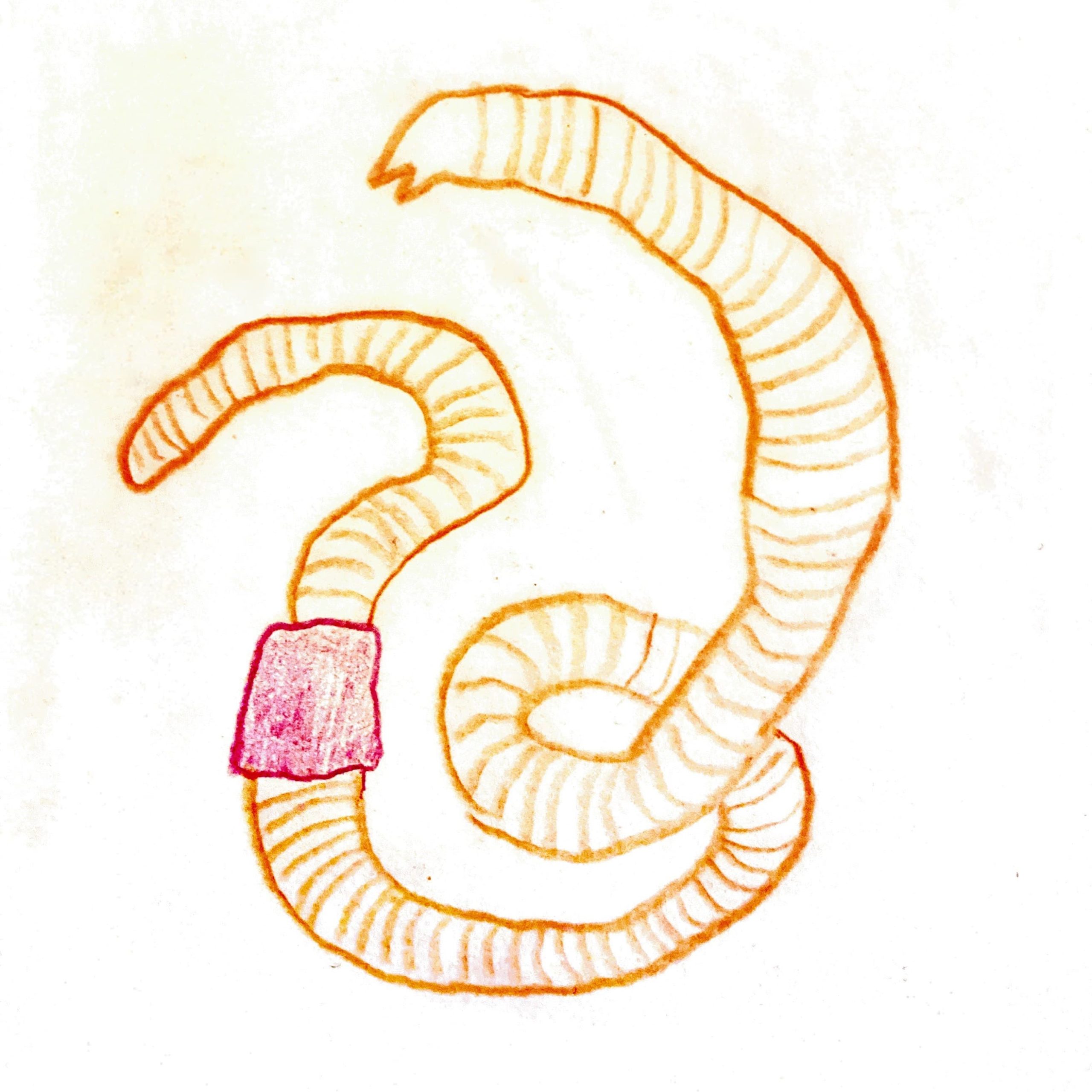 #04 Der Regenwurm