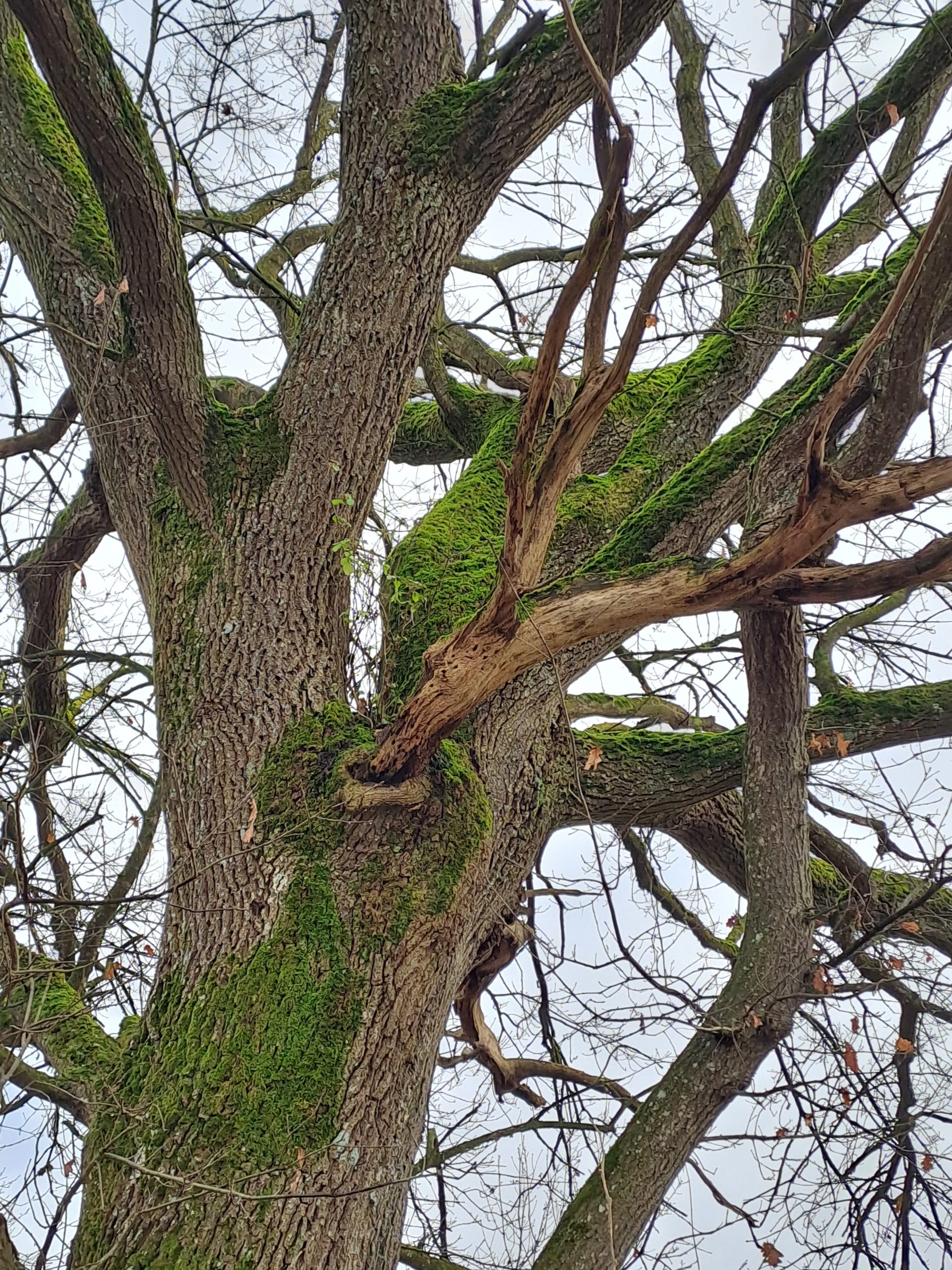 #18 De Drache im Baum